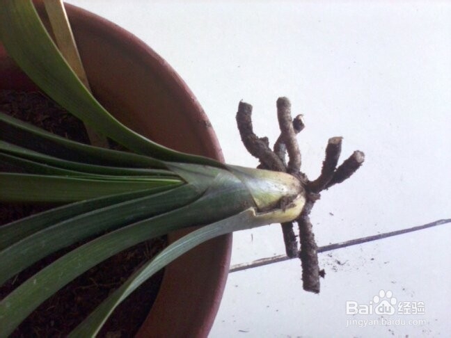 君子兰烂根原因及解决方法