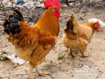 公鸡母鸡如何繁衍后代?
