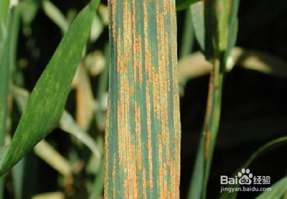 小麦条锈病防治方法