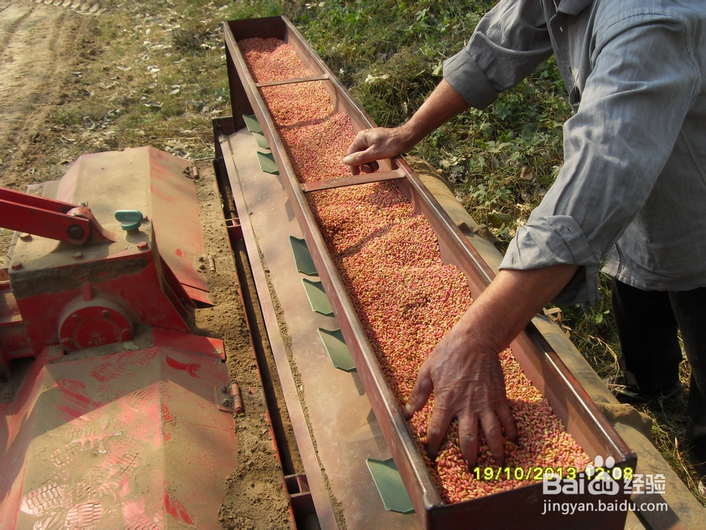 小麦的种植技术