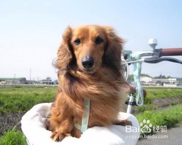 如何选择宠物美容学校