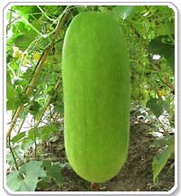 吃冬瓜对男性有哪些好处