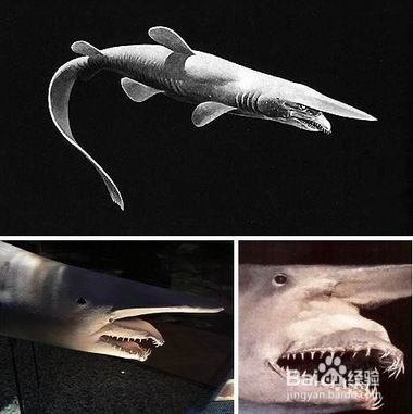 自然界十大活化石 你知道几个？