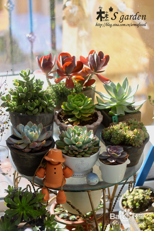 肉肉冬季生长记录