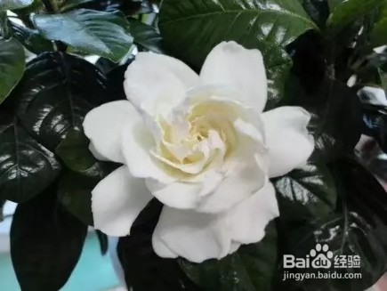 3种花比香水好闻，随便养1盆，异味跑光光