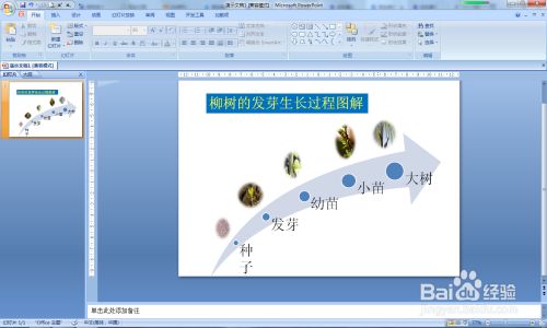 柳树的发芽生长过程图解