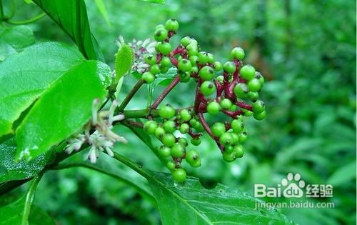 怎样缓解动脉硬化闭塞症？