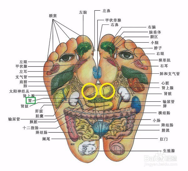 人到中年脱发怎么办