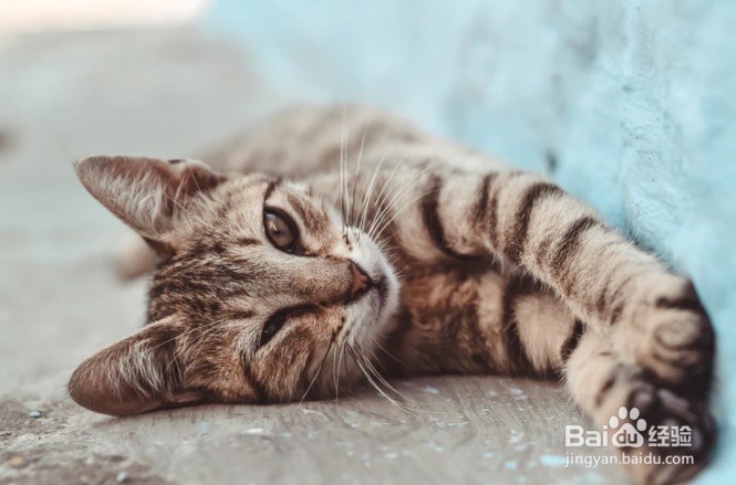 怎么样为猫咪在家里洗澡去异味