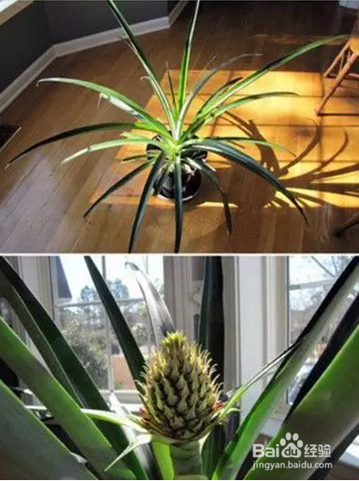 买完菠萝顶花一定要拿回来！