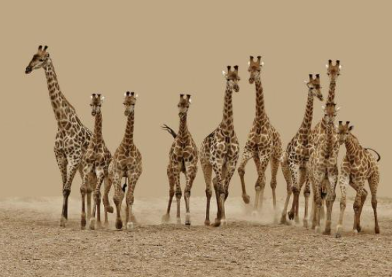 长颈鹿不属于六类属于什么