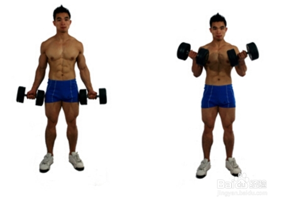 肱二头肌锻炼方法