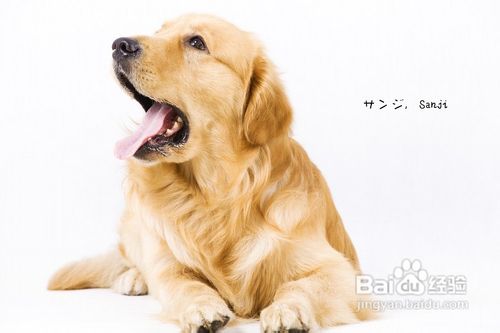 小方法训练宠物狗安静休息