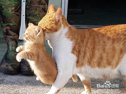 如何教育小猫 百度经验