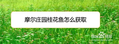 摩尔庄园桂花鱼怎么获取 百度经验 摩尔庄园桂花鱼怎么获取 百度经验