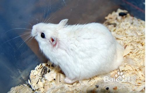 如何区分一线仓鼠与三线仓鼠？