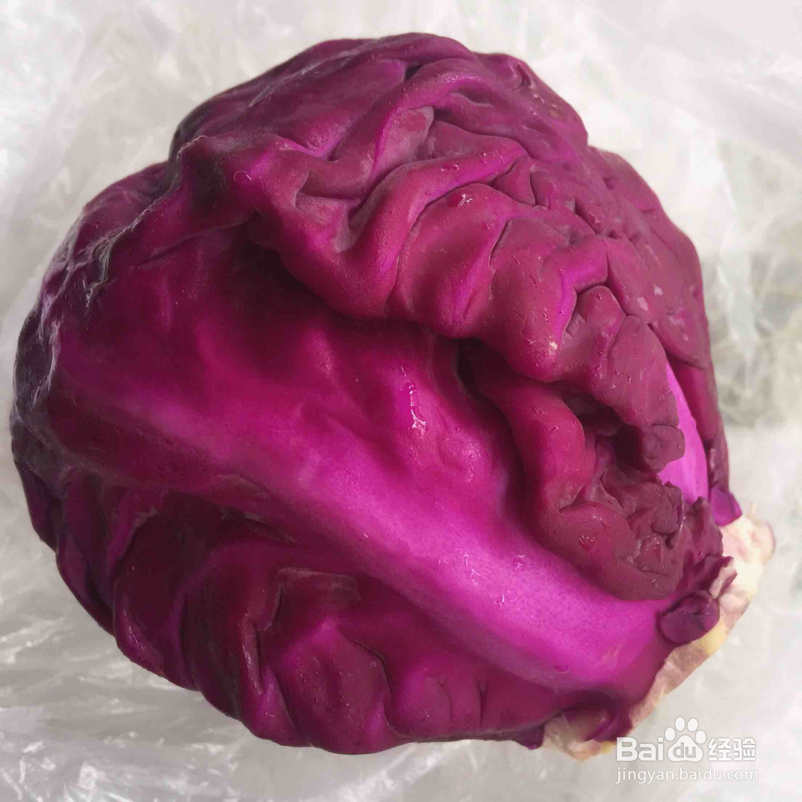 高颜值紫甘蓝酸奶懒人减脂沙拉