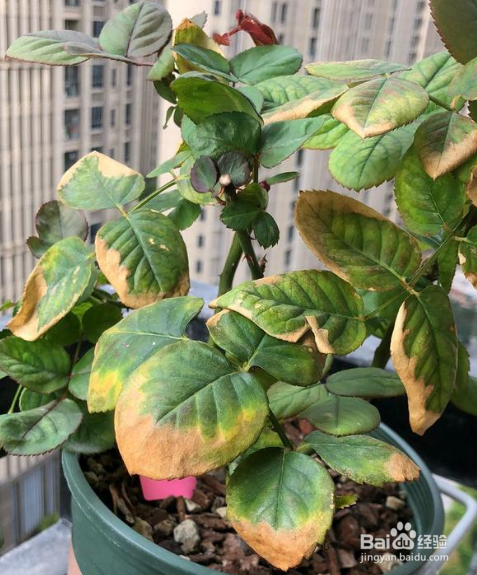 月季花叶子发黄干枯掉叶怎么办