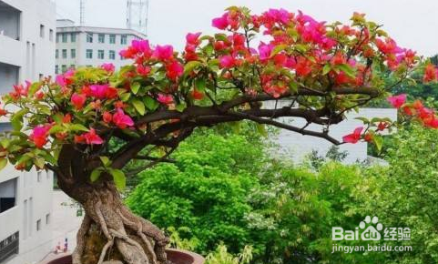 三角梅的修剪方法和注意事项？