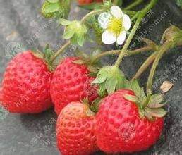 我要去种菜种菜：[10]草莓