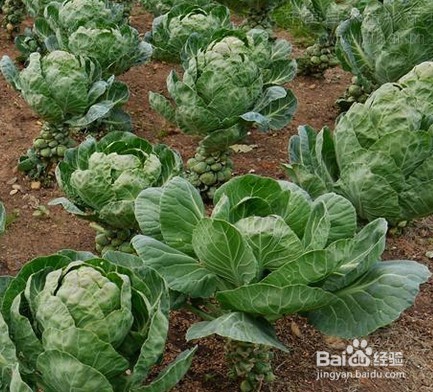 孢子甘蓝怎么吃