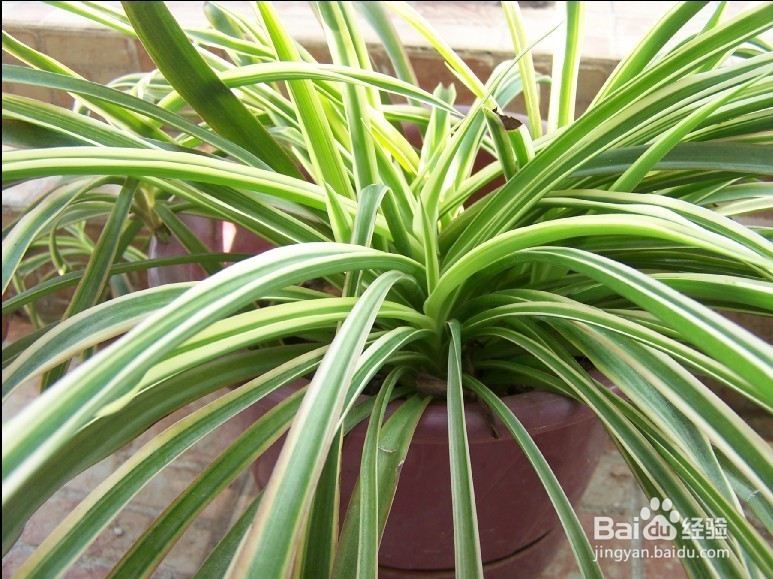 甲醛对孕妇危害大，应谨防装修污染