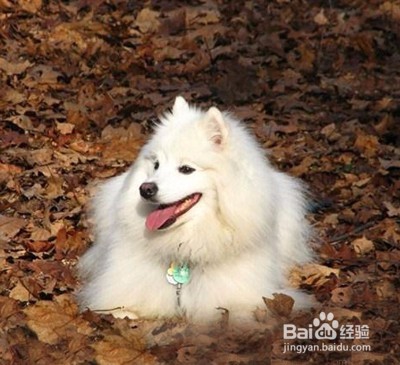 新乡好的宠物美容学校