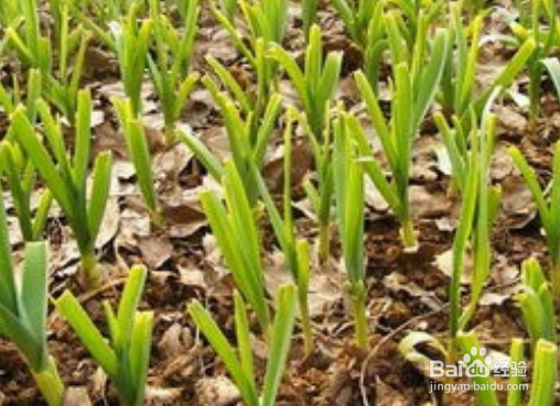 种蒜的方法及过程