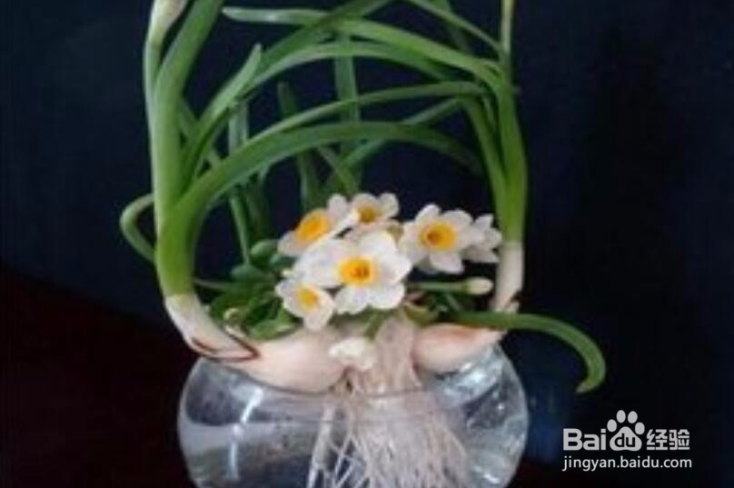 水仙花的根烂了怎么办