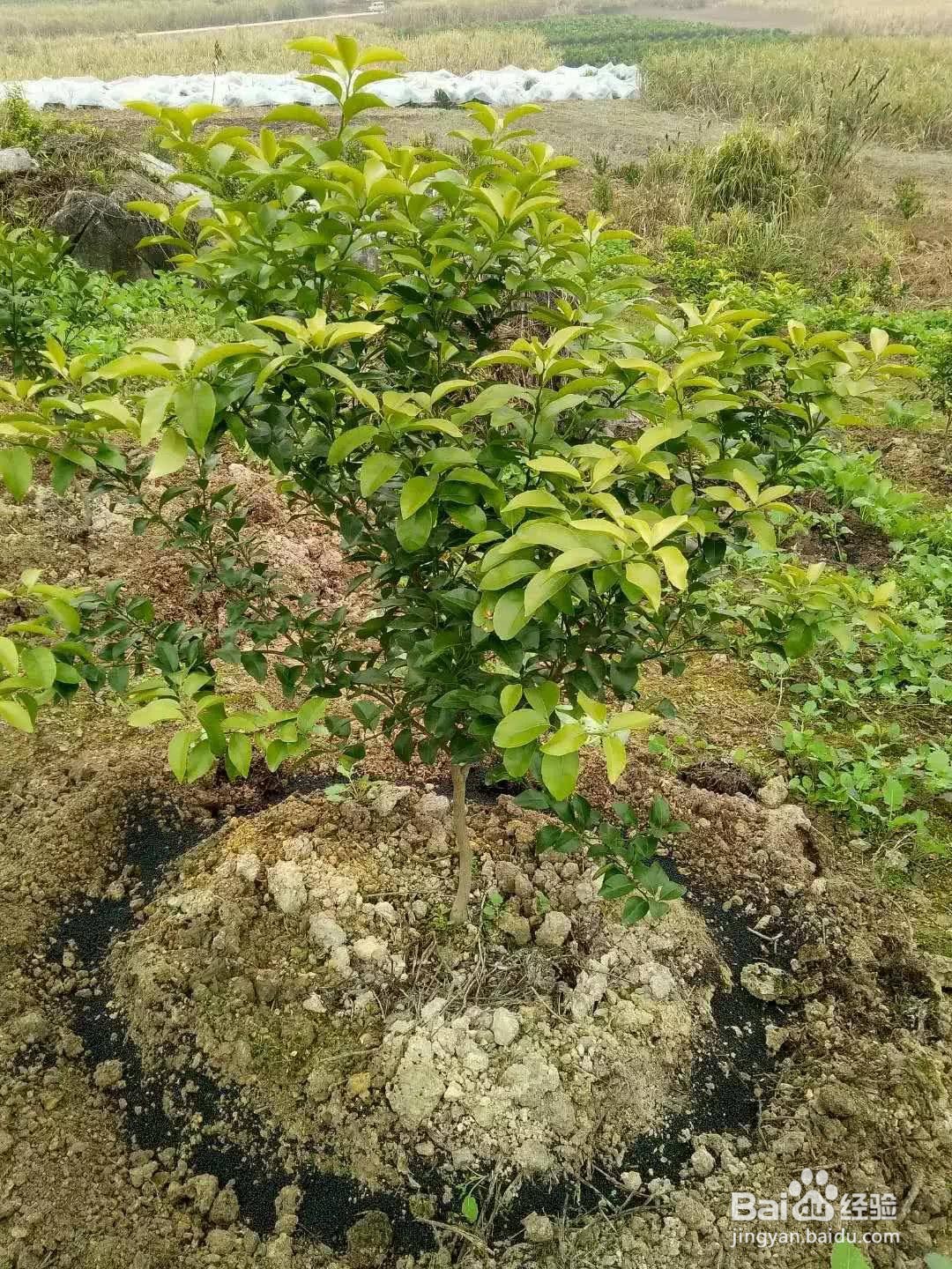 柑橘施肥时期和方法