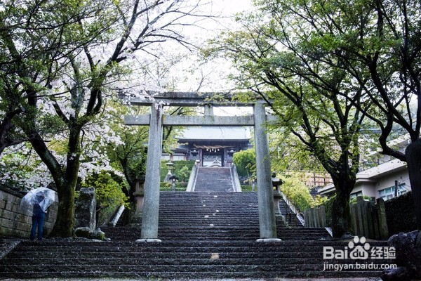 长崎最美神社,四月樱花落了