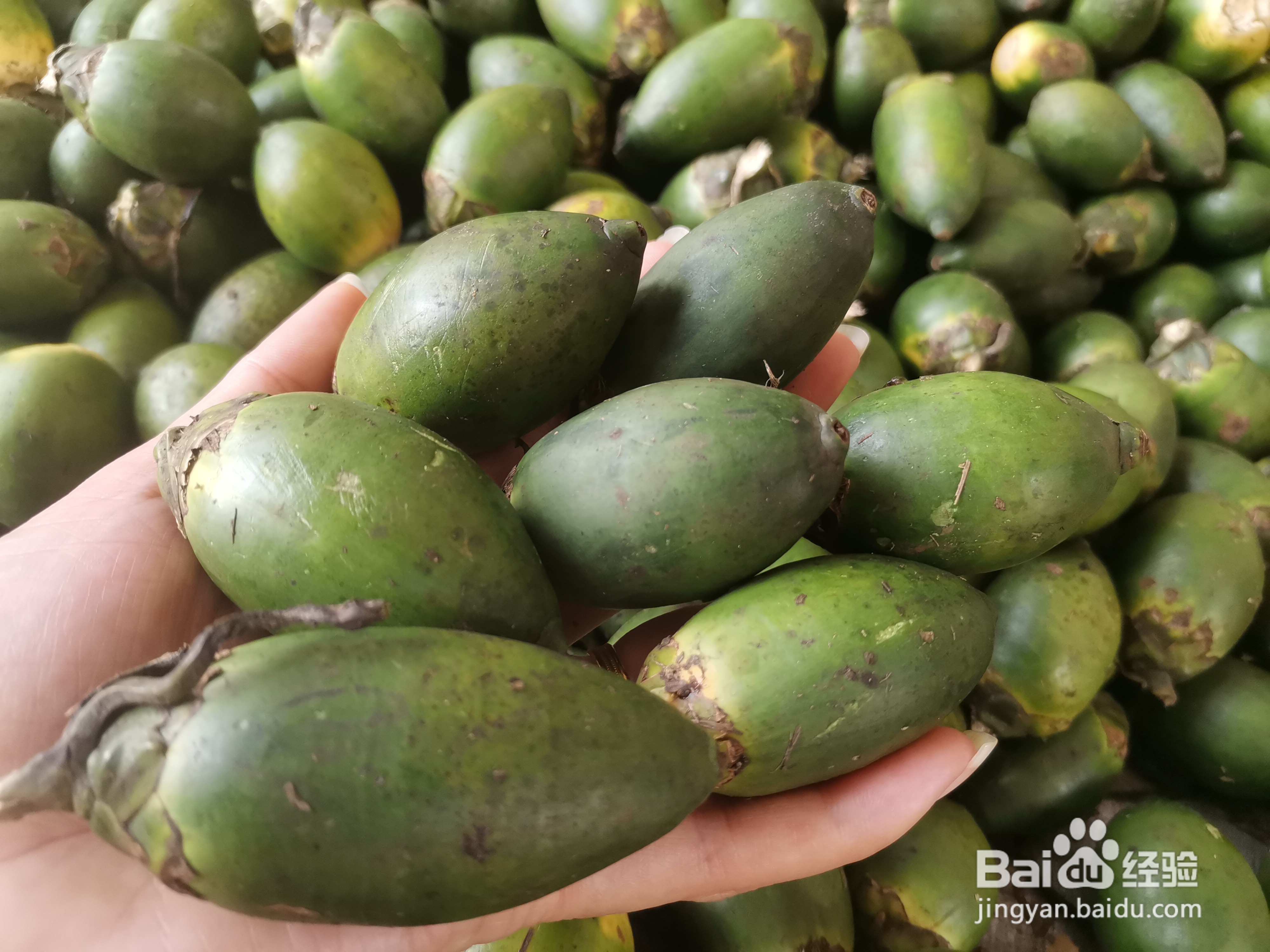 认识早秋果，就知道如何挑选高品质的槟榔原果