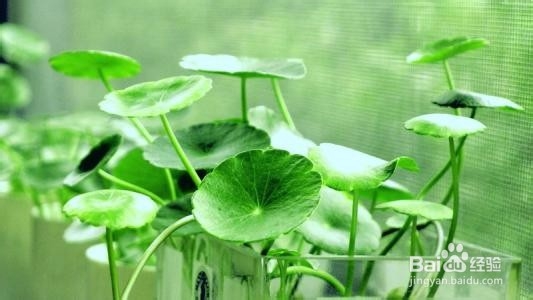 铜钱草的养殖方法和注意事项都有哪些？