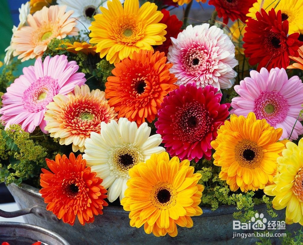 净化室内空气的几种植物分享