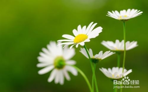 哪些盆栽开花旺又好养