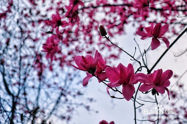 春风十里，去赴一场粉红色的花宴