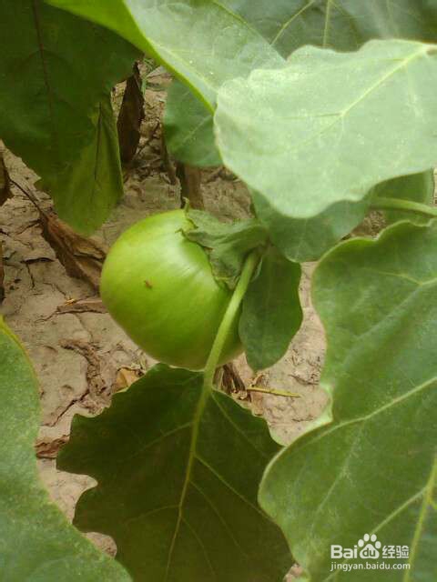 夏天多吃水果蔬菜营养减肥皮肤好好