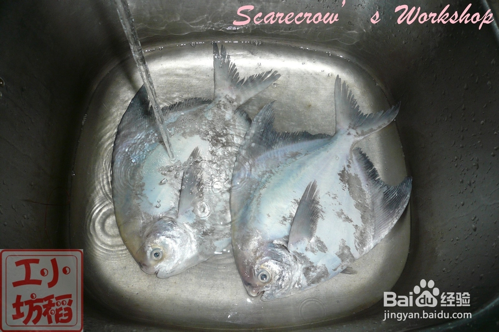 【天凉吃火锅】斗鲳鱼火锅