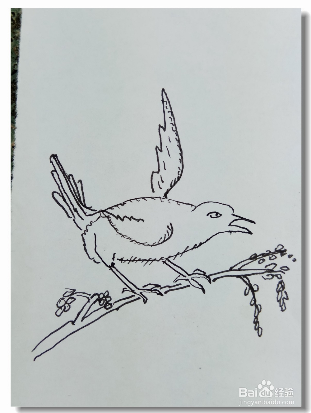 怎样画简笔画“枝头鸟”