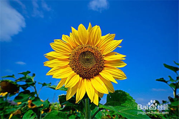 养殖盆栽向日葵的注意事项？