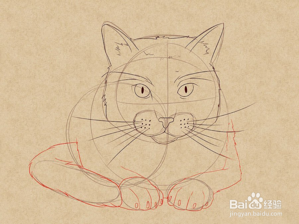 如何快速画姿势不一样的猫呢?