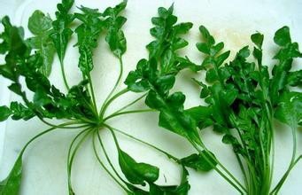 可以吃用的野菜，和它们的功效