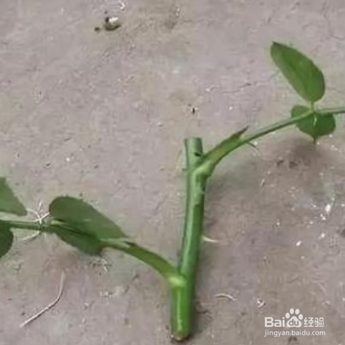 扦插月季的快速生根方法