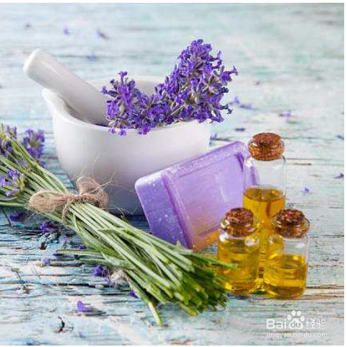 解决薰衣草叶子枯萎的方法有哪些?