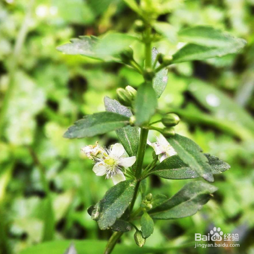 甘草的培育方法和注意事项