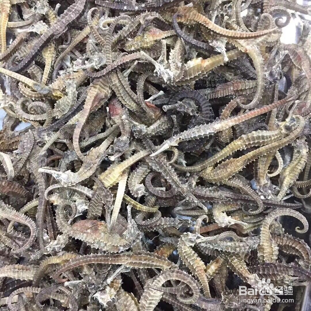 你知道海马的功效与作用吗