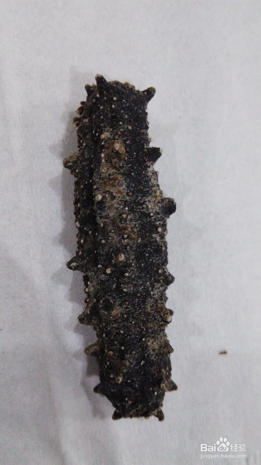 如何区分干海参的好坏