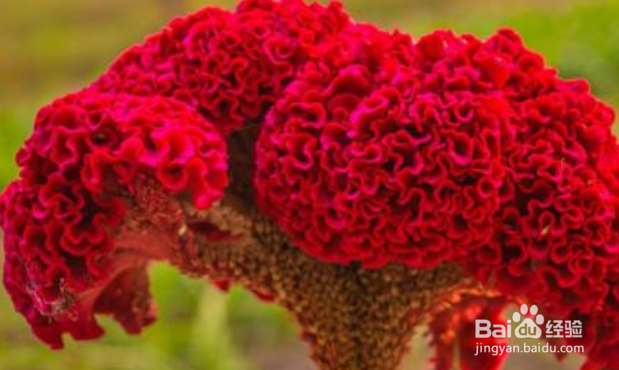 鸡冠花的养护方法?