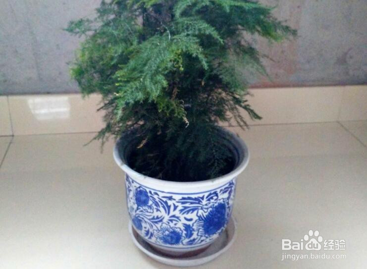 文竹怎么爆盆