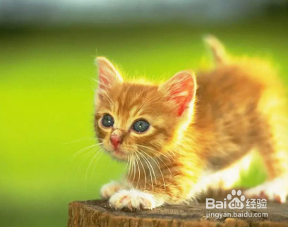 捡了一只猫怎么养